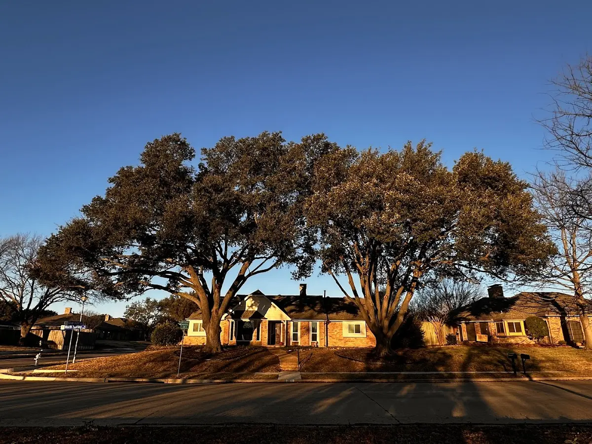 Established residential canopy tree shading a home in Sagamore Beach